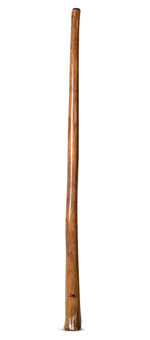 Tristan O'Meara Didgeridoo (TM286)